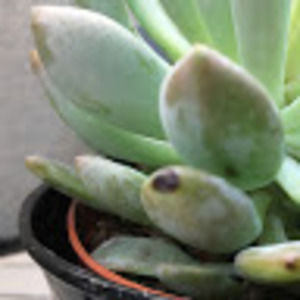 Meet your Posher, Sarah m